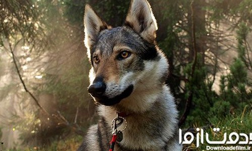 آشنایی با سگ گرگی [عکس سگ گرگی + انواع نژاد] - خدمت از ما
