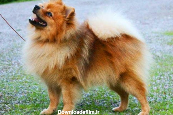 آشنایی با سگ نژاد اشپیتز آلمانی (German Spitz) | ماکی دام