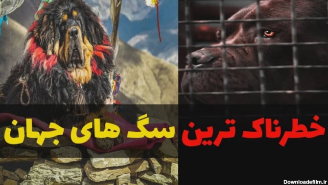 خطرناک ترین سگ های جهان: خفن ترین نژاد های سگ دنیا