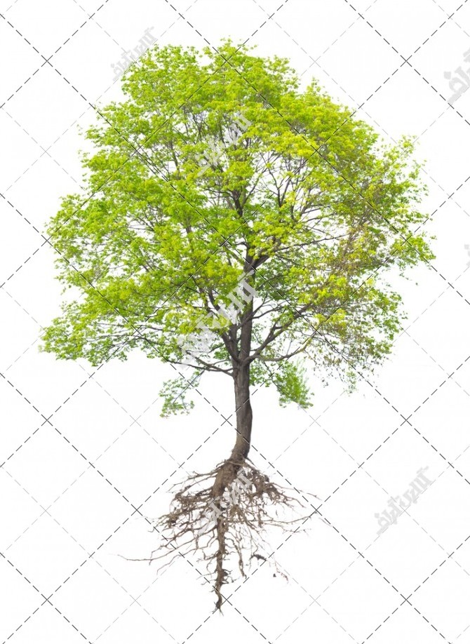 دانلود تصویر با کیفیت درخت با ریشه هایش