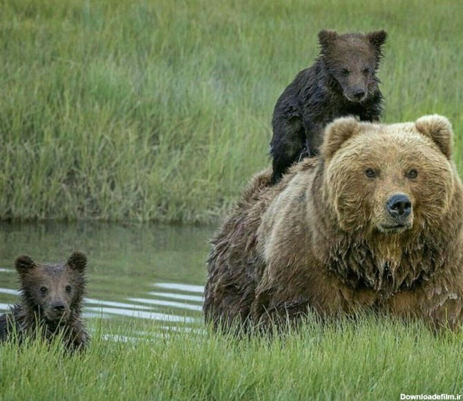 تصویر/ سواری بچه خرس