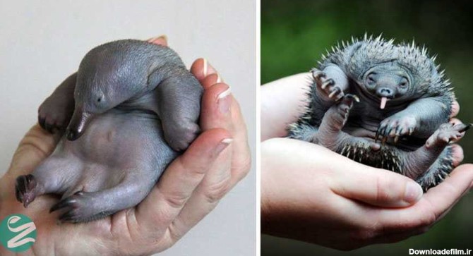 25 عکس دیدنی از نوزادان حیوانات نادر