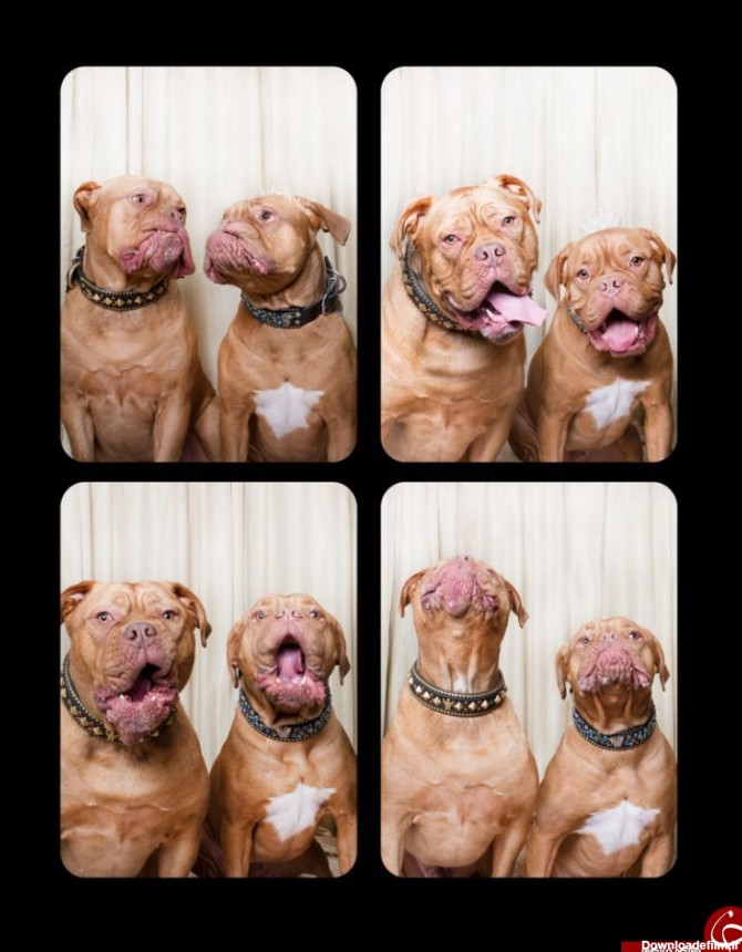 وقتی سگ‌ها مقابل دوربین ژست می‌گیرند+ تصاویر
