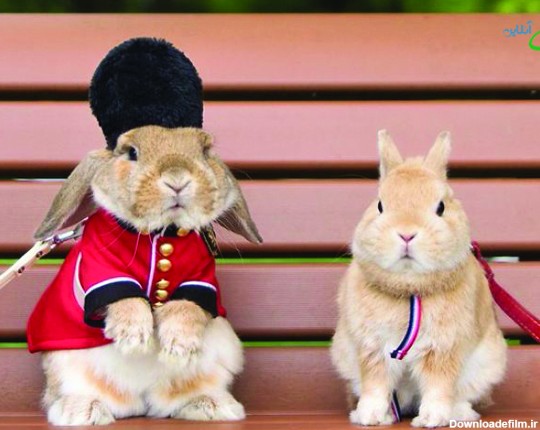 عکس زیبا ترین خرگوش ها