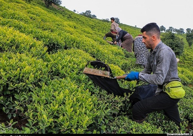 6000 هکتار از باغات چای رهاشده گیلان احیاء می شود - تسنیم