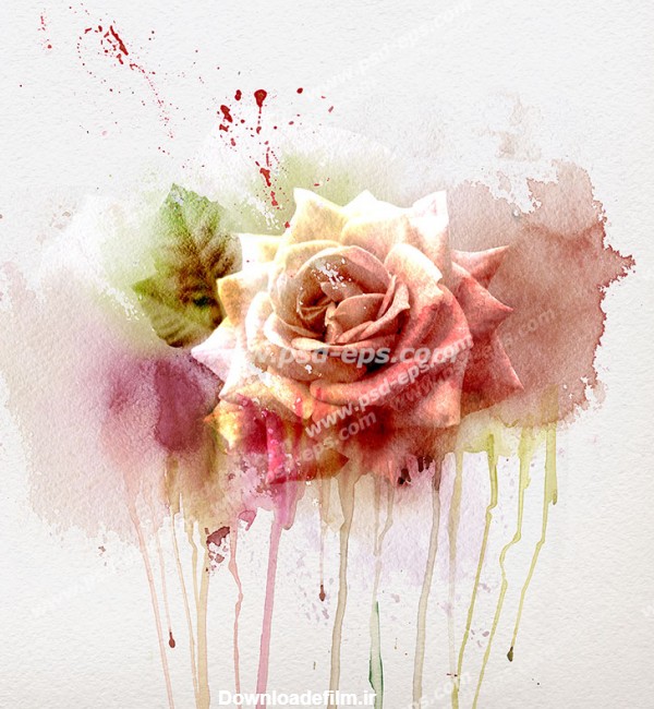 عکس با کیفیت تبلیغاتی نقاشی گل رز نباتی زیبا - لایه باز طرح آماده ...