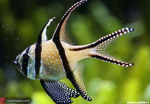 ماهی های مناسب تانک های نانو آب شور