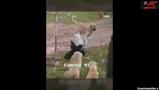 لحظه حمله سگ های ولگرد به یک پیرزن تنها + فیلم