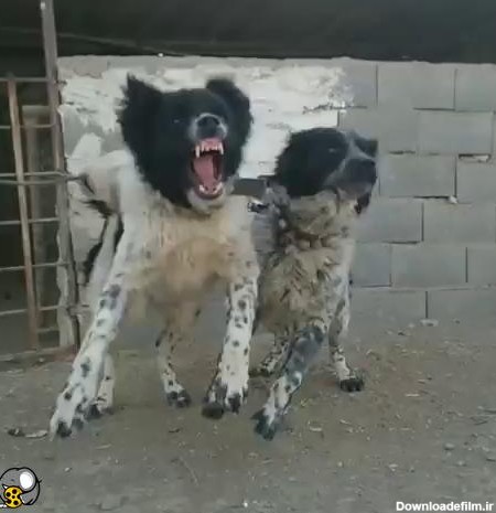 سگ نگهبان سگ گله نژاداصیل - فیلو
