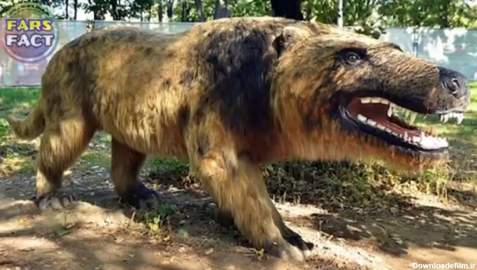 خطرناکترین حیوانات جهان :: سگ های ده هزار سال پیش و چگونگی تکامل آنها
