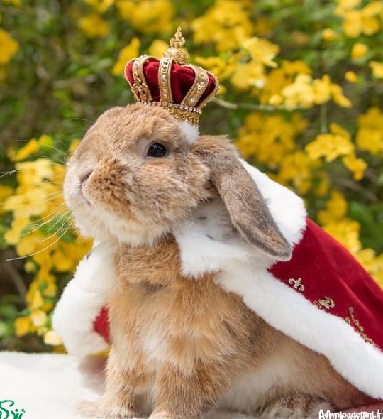 تصاویر با مزه ترین و خوش تیپ ترین خرگوش دنیا !!!!!! | طرفداری