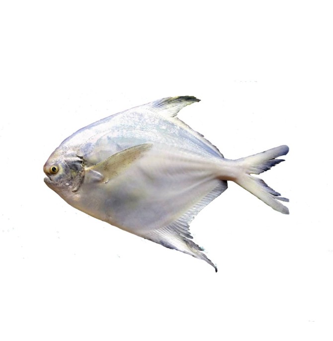 ماهی حلوا سفید کامل | مقایسه ، قیمت و خرید اینترنتی ماهی ...