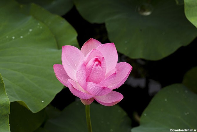 بهار نیوز - عکس های زیبا از گل های نیلوفر آبی - نسخه قابل چاپ