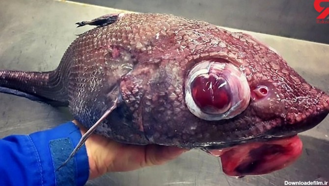 عکس های زشت ترین ماهی های جهان را ببینید