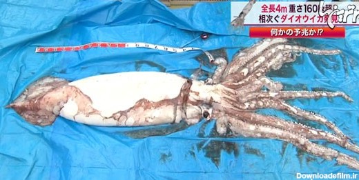 صید عظیم ترین ماهی مرکب در ژاپن +عکس