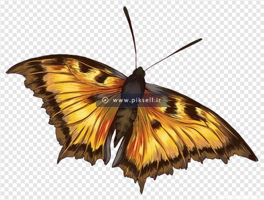 فایل دوربری شده پروانه زیبا بدون پس زمینه و ترانسپرنت