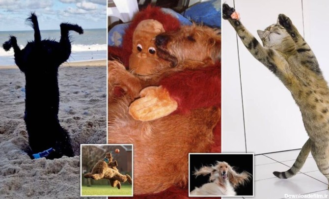 تصاویر بامزه‌ی برگزیدگان مسابقه عکس‌های کمدی از حیوانات خانگی ۲۰۲۳ + تصاویر