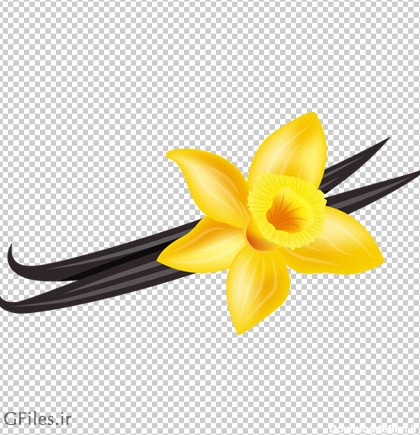 دانلود گل نرگس زرد بصورت فایل ترانسپرنت و فاقد بکگرند