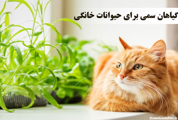 با گیاهان سمی برای حیوانات خانگی آشنا شوید | ایران گرولایت