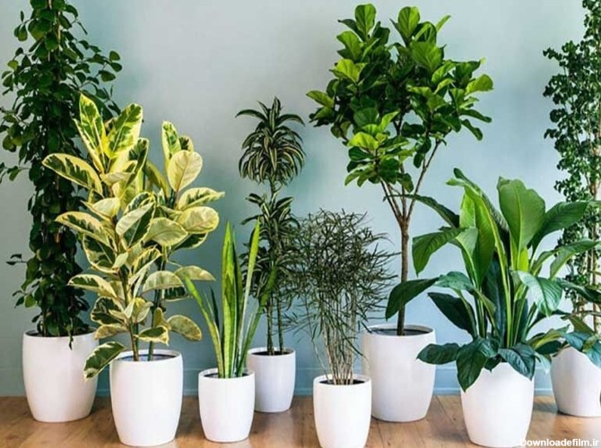 فرارو | انواع گل و گیاه آپارتمانی، مناسب اتاق پذیرایی