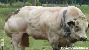 عضلانی‌ترین گاو جهان در بلژیک دیده شد +تصاویر