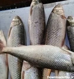 خرید و قیمت شاه ماهی سفید دریای خزر (وزن 1.5تا1600کیلو) | ترب