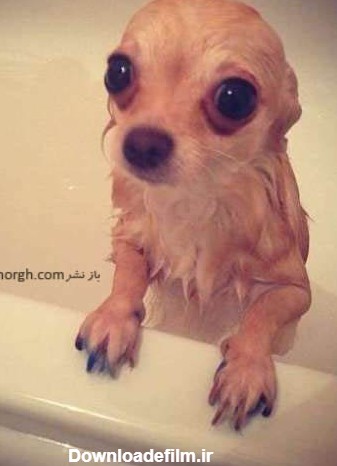 عکس های خنده دار از سگ هایی که حمام کردن را دوست ندارند!