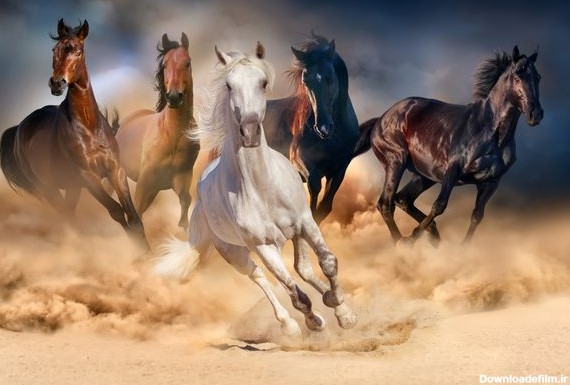 اسب های وحشی عکس باکیفیت عکس با کیفیت و وکتور لایه باز پارس استاک ...
