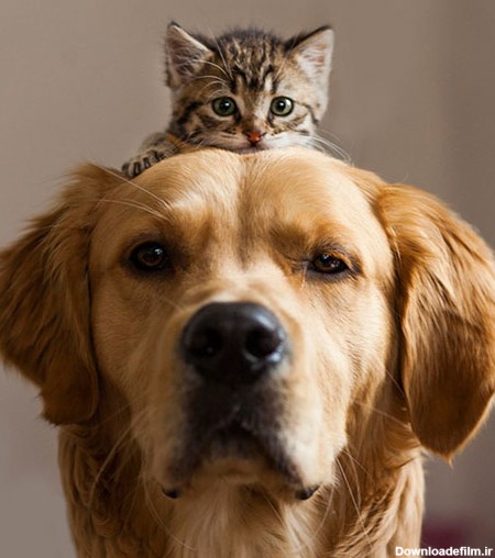 عکس حیوانات خانگی سگ و گربه
