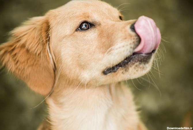عکس زبان بدن سگ ها