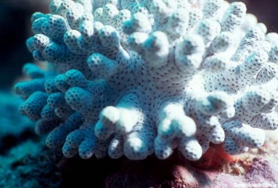 ۴۳درصد مرجان های کیش سفید شدند/فعالیت انسانی وکدورت آب عوامل ...
