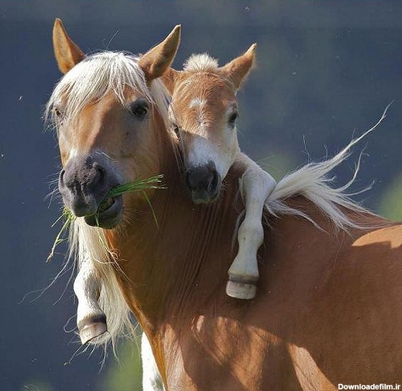 تصاویر زیبا از اسب