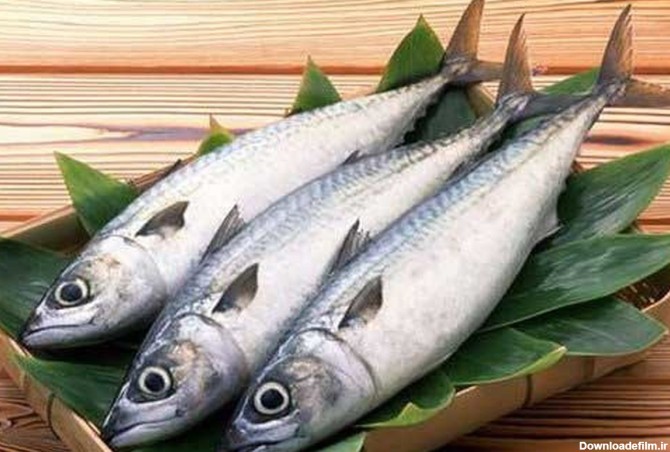 قیمت ماهی سفید دریایی کیلویی 140 هزار تومان | پایگاه خبری جماران