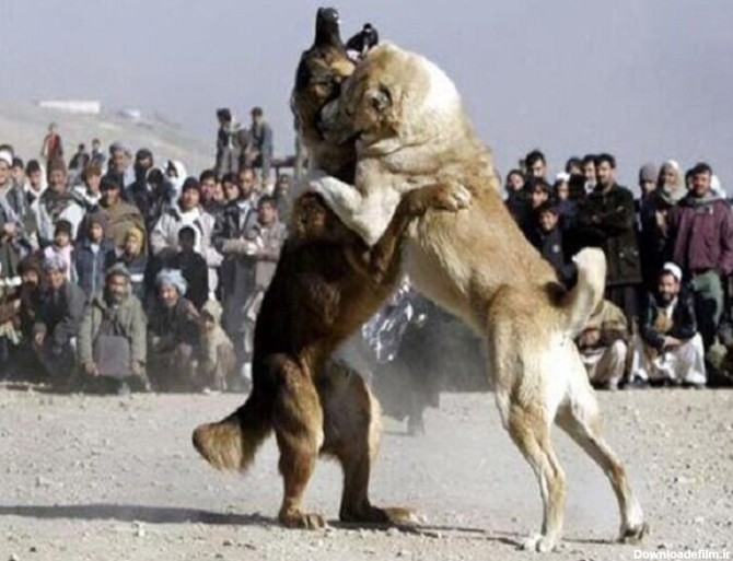بازداشت ۱۷ نفر به اتهام حیوان‌آزاری و برگزاری مسابقه جنگ سگ‌ها ...