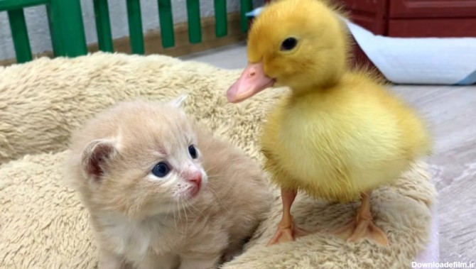 بازی و دوستی جوجه اردک زرد با بچه گربه زیبا