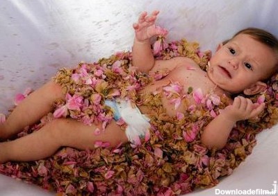 چیدن گل‌های محمدی وگل‌غلتانی نوزادان در شهر کاشان