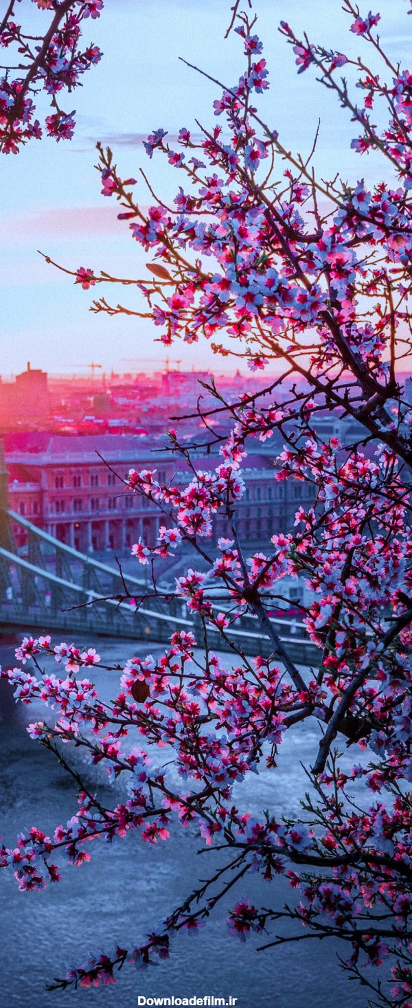 تصویر زمینه شکوفه بهاری - عکس