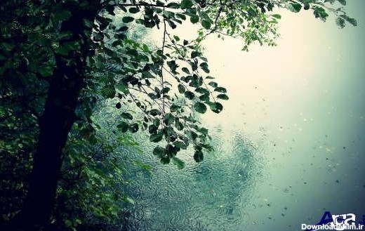 بهار نیوز - تصاویر تماشایی از طبیعت در باران - نسخه قابل چاپ
