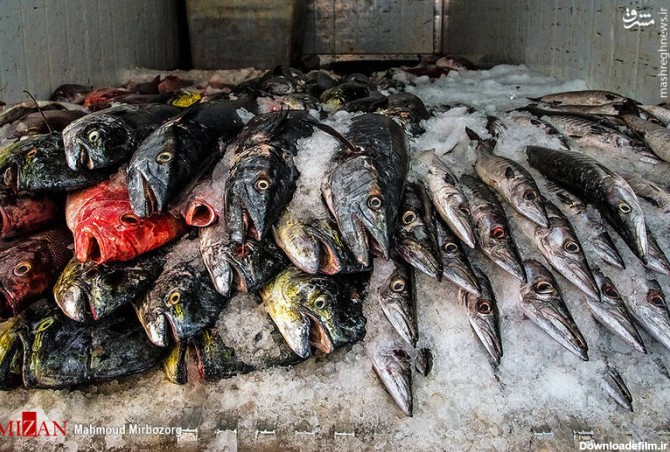 مشرق نیوز - عکس/ بازار ماهی فروشان زاهدان