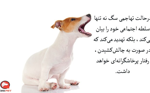 عکس زبان بدن سگ ها