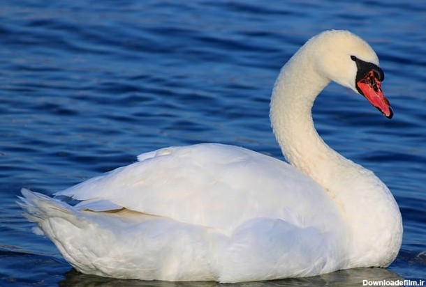 دریاچه پر قو سفید پرنده توسط OffiDocs برای