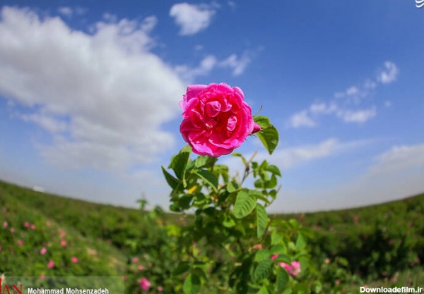 عکس فانتزی گل محمدی