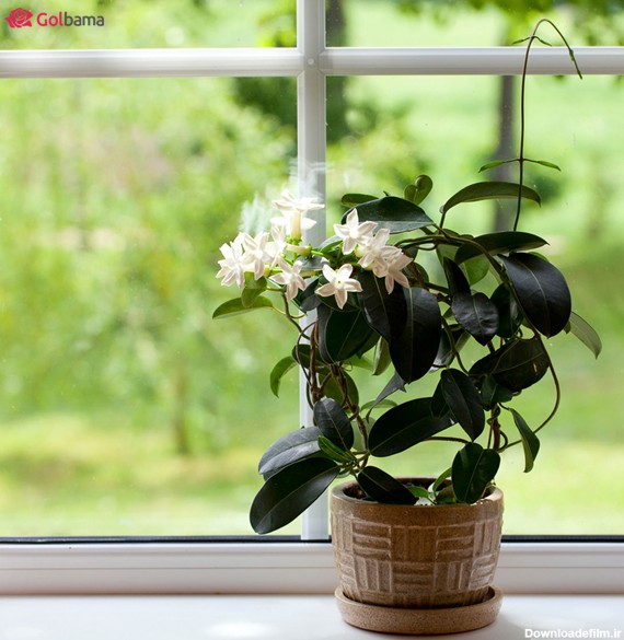 معرفی خوشبوترین گیاهان و گل‌های آپارتمانی معطر + عکس | وبلاگ گل باما