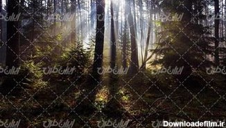 تصویر با کیفیت چشم انداز جنگل انبوه به همراه تابش نور خورشید