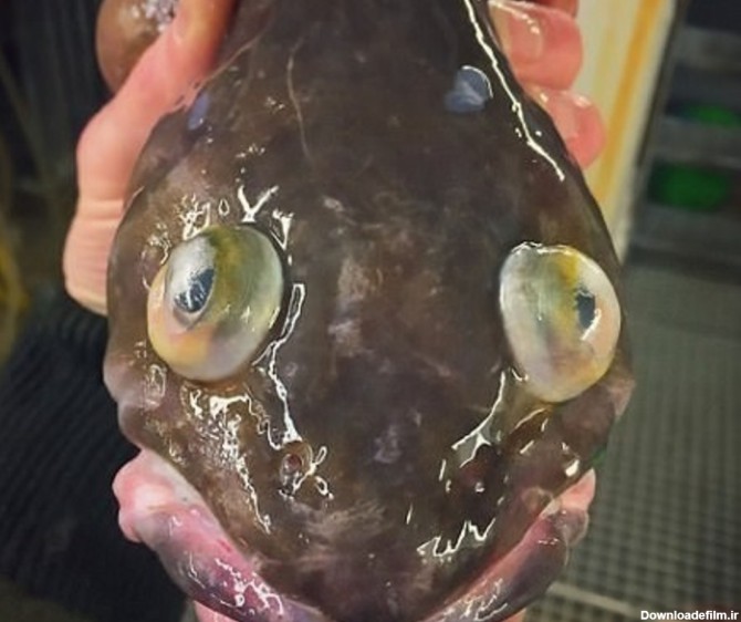 زشت ترین ماهی