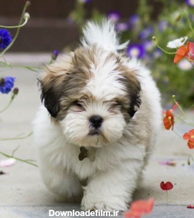 گالری عکس سگ پشمالو (از سگ پشمالوی آپارتمانی تا سگ پا کوتاه) | ستاره