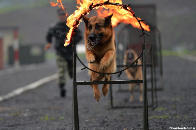 آخرین خبر | عکس/ تمرین دادن سگ های پلیس چین