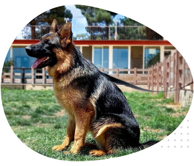 باشگاه سگ نژاد ژرمن شپرد ایران – German Shepherd Dog Club of Iran