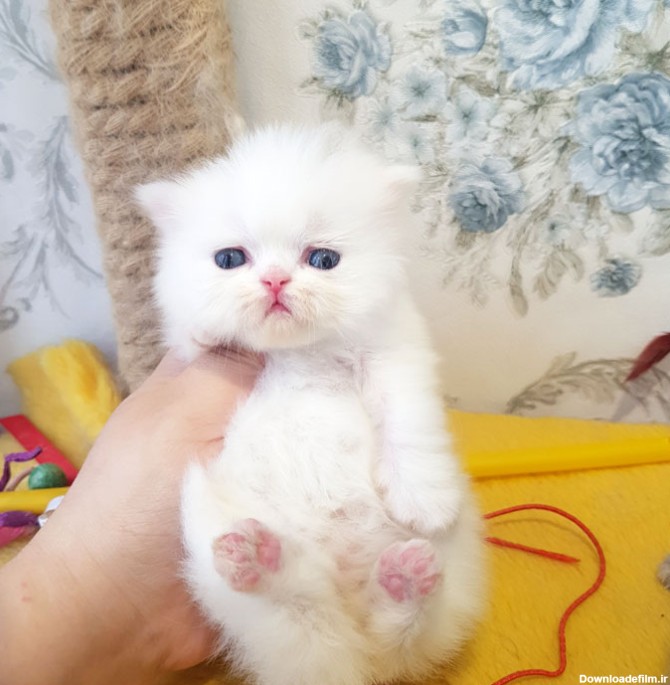 بچه گربه سفید برفی صورت عروسکی