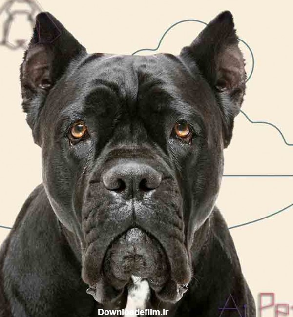 معرفی نژاد سگ کن کورسو با مشخصات کامل | آی پت